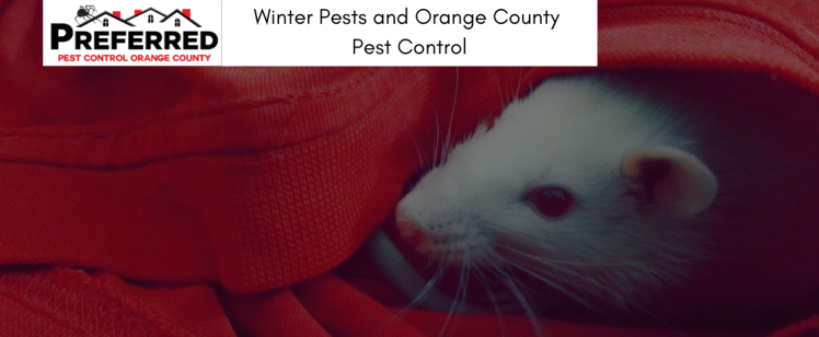 Winter Pests and Orange County Pest Control