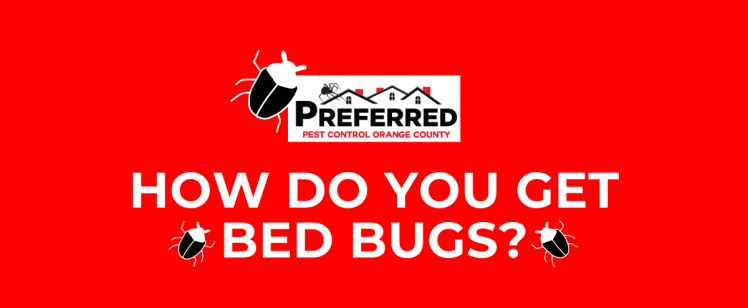 How Do You Get Bed Bugs?