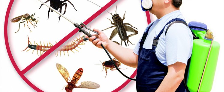Pest control worker spraying insects with backpack sprayer