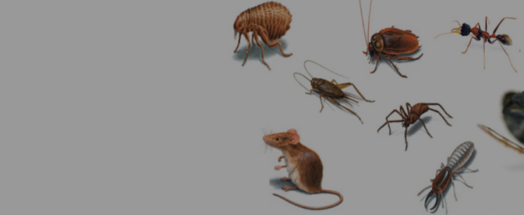 Hand near various household pests and dead fly