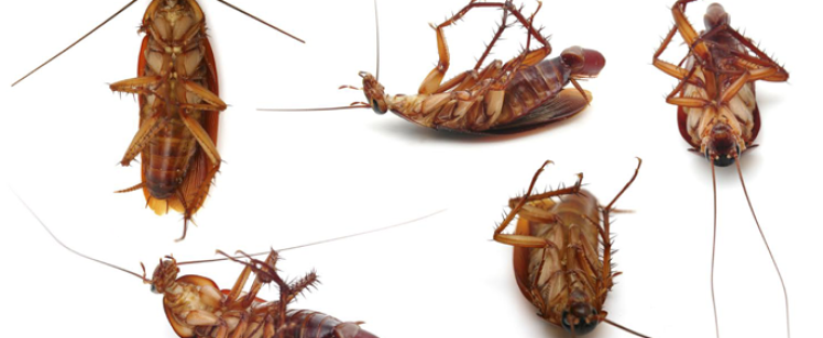 Five dead cockroaches on white background