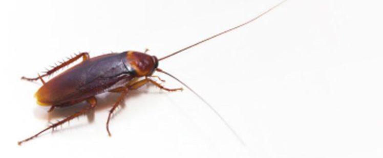 American Roaches Love Moist, Warm Weather