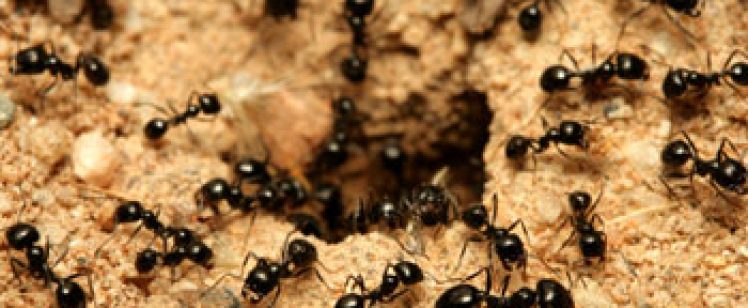 Colony of black ants swarming around dirt nest