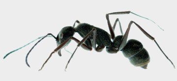 Ants and Spiders in SoCal