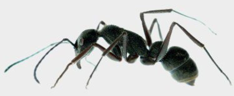 Ants and Spiders in SoCal