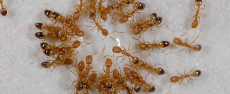 Cluster of small yellow ants on surface