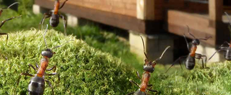 Close-up of ants crawling on green moss