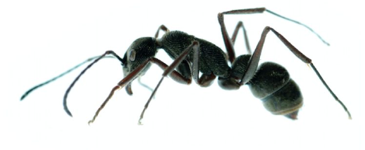 Ants: Picnics and Parties