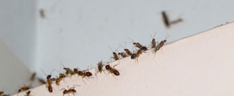 Line of small ants along a wall corner