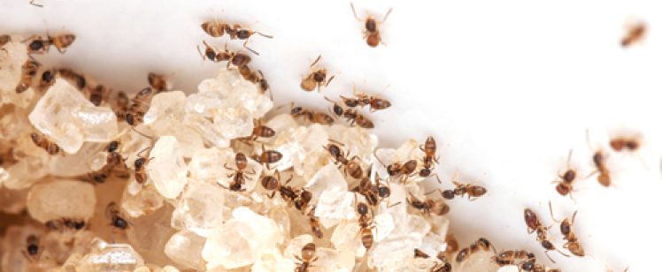 Tiny ants swarming sugar crystals close up