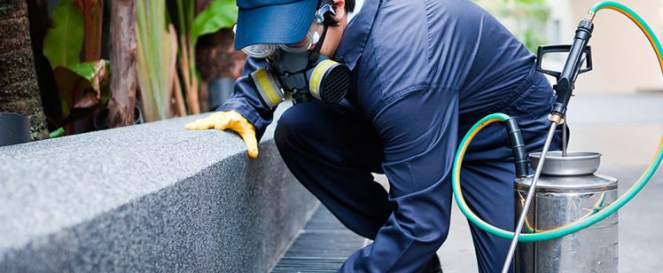 Technician in respirator spraying pest control