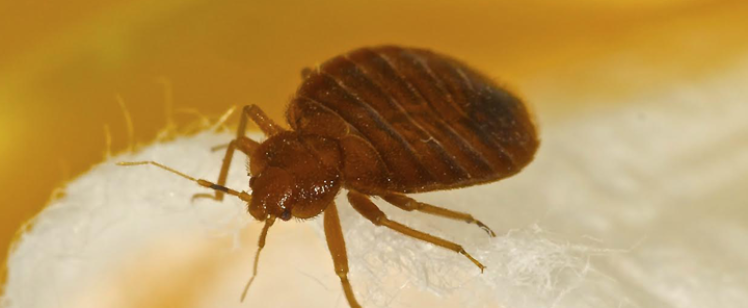 Macro view of bed bug on fiber
