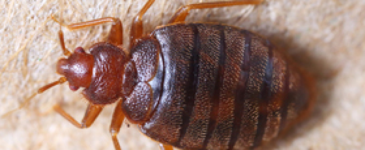 Close-up of brown bed bug on surface