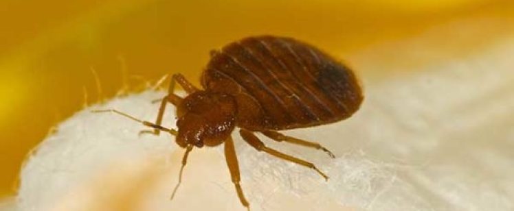 Pest control photo of bed bug on fabric