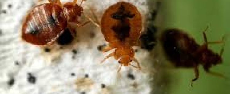 Close-up of small reddish-brown insects