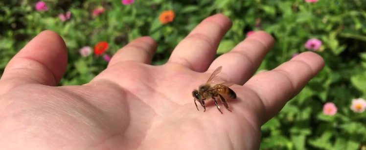 bee-service