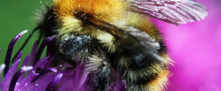 Close-up bumblebee on purple thistle flower