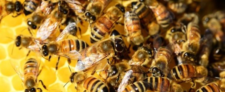 Honeybees clustered on honeycomb cells