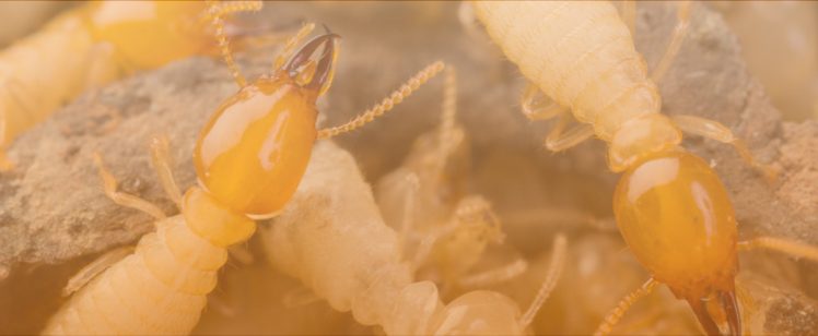 Close-up of termites on wood