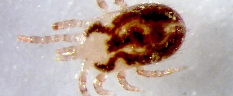 What Bird Mites Do to Birds Nesting