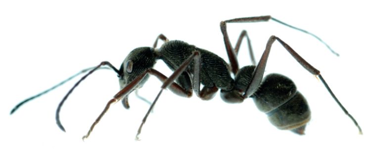 Macro photograph of an ant on white background