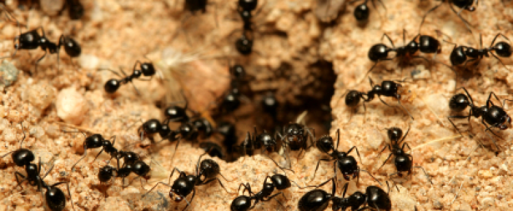 Black ants swarming around nest entrance