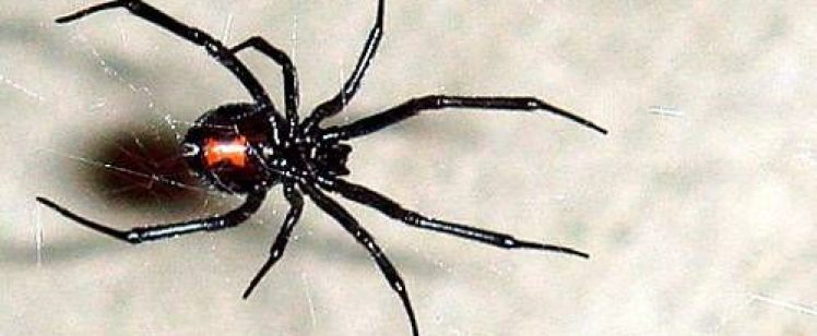 Black spider with red abdomen on web
