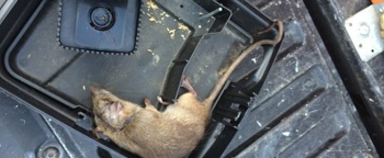 Mouse captured in a plastic snap trap