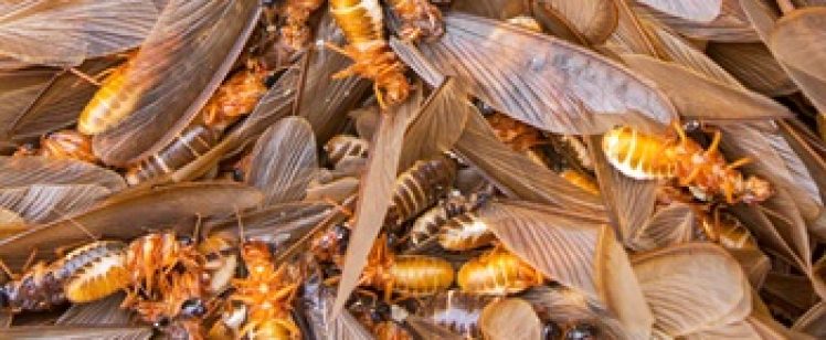 Close-up of swarming winged termites