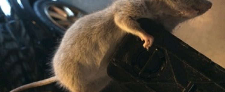 Rat clinging to black boot