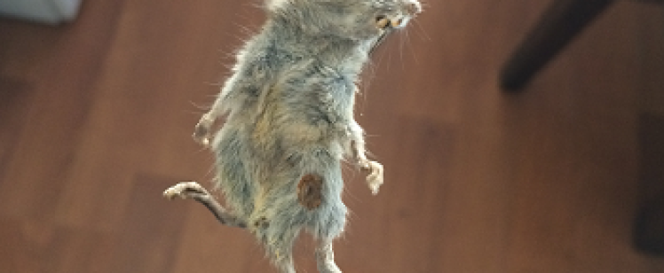 Dead mouse hanging by its tail