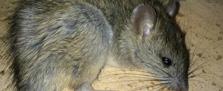 Close-up of brown rat on sawdust