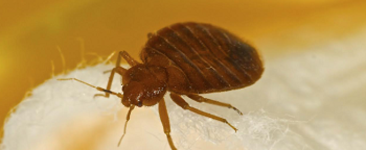 Brown bedbug crawling on white cloth