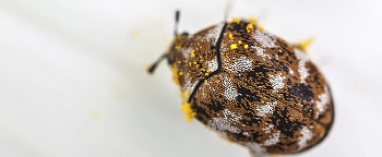 Mottled brown beetle dusted with yellow pollen