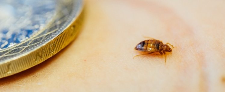 Bed bug beside coin on skin