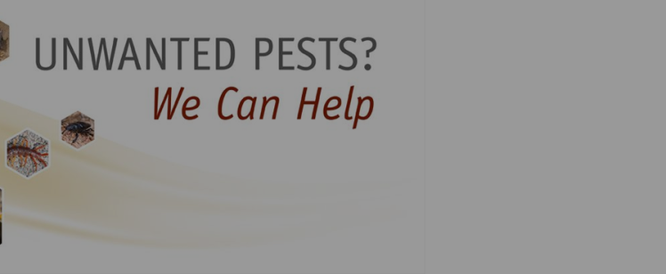 Banner showing common household pests