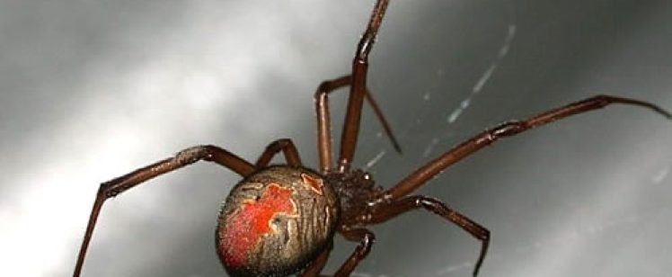 Black widow spider with red hourglass marking