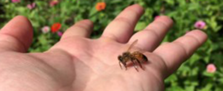 Don’t Bug Me It’s Summer Time  – A Pest Free Season