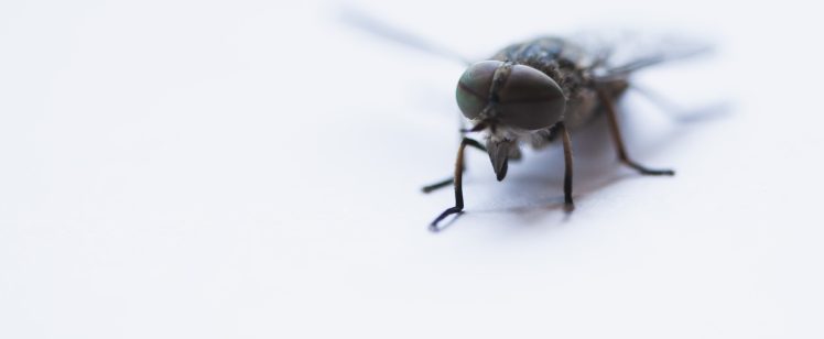 Pests of All Seasons
