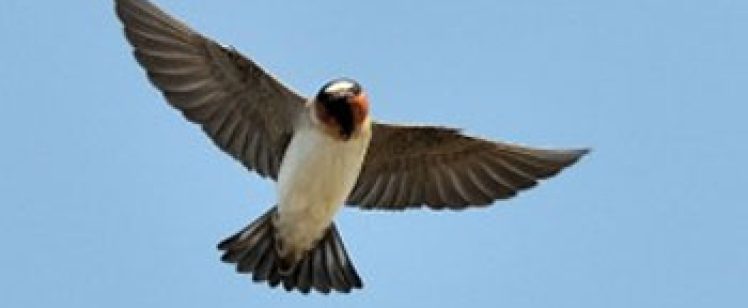 Barn swallow in flight against blue sky