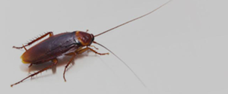 Dry Climate and American Cockroaches