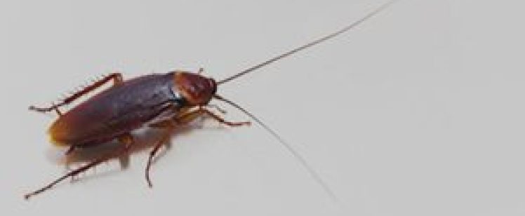 Dry Climate and American Cockroaches