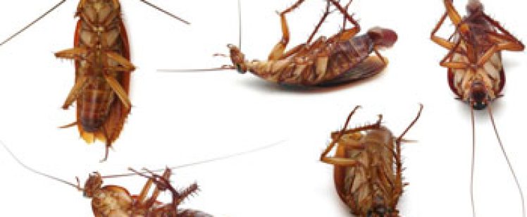 group of dead cockroaches on white background