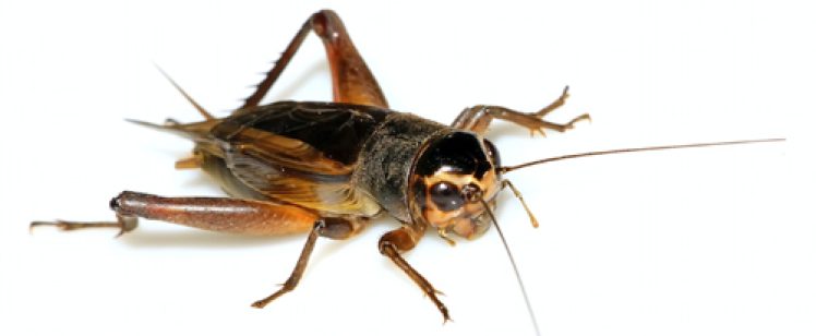 They’re back! Get rid of crickets