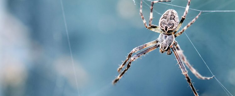 Trust the Professionals to Get Rid of Spiders in Your Home
