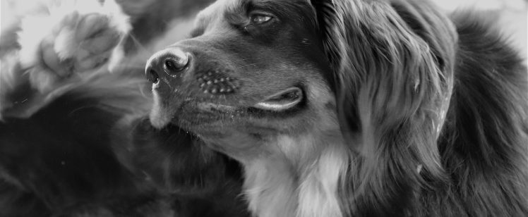 GOT FLEAS? How To Regain Control Of Your SoCal Home