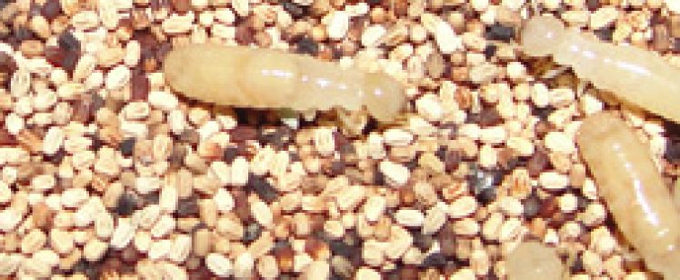 Pale insect larvae on mixed seeds
