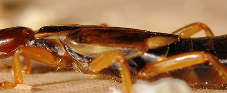 Close-up of earwig eating a small breadcrumb