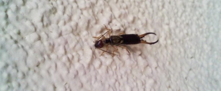 Earwig on textured white wall