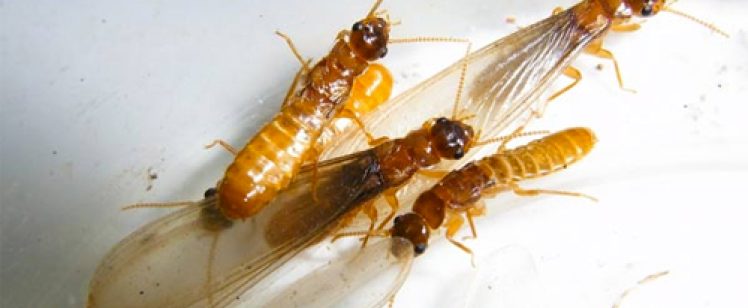 Cluster of winged termites on white surface